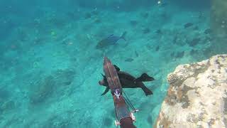 Spearfishing the Shallows of South Kona - Lost an Omilu - 07/26/21