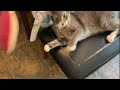 Cat vs Giant Squid Plush