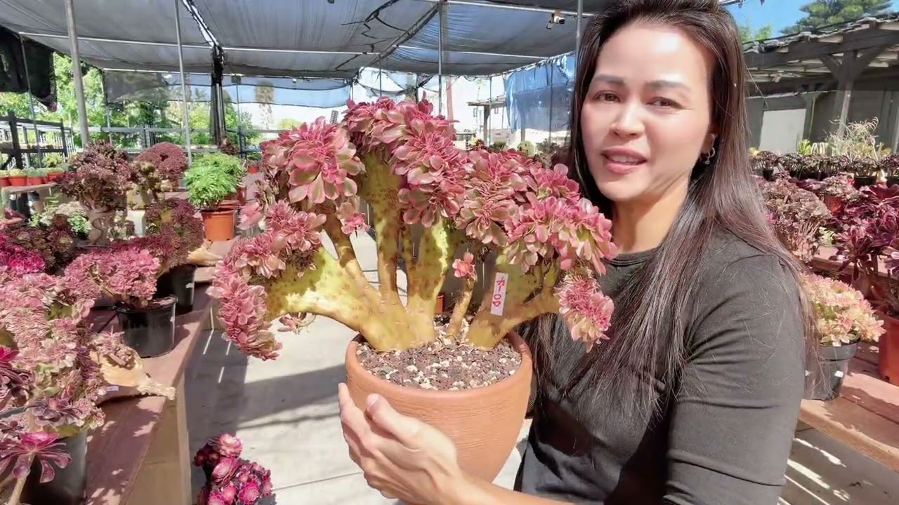 Aeonium crest are selling at Mimi’s nursery 714-489-1876