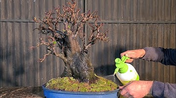 Devils Plum Gets a Bonsai Pot, Aussie Bonsai Bloke