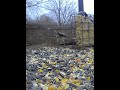 Tufted titmouse arrivals at the bird feeder. #birdfeeder #birds #tuftedtitmouse