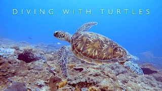 Diving with Turtles at Diani Beach  Kenya