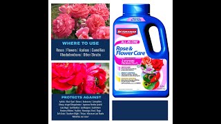 How to Treat and Fertilize Roses - Bayer Rose & Flower Care - Fertilize, Treat Disease, & Kill Bugs