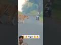 Deadly Tiger Encounter: Biker's Heart-Stopping Moment Tadoba National park #tiger #animals #shorts