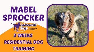 Mabel the Sprocker Spaniel - 3 Weeks Residential Dog Training