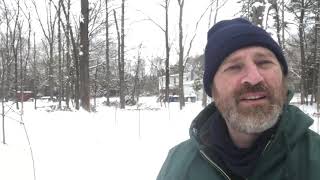 Planting a sugar maple forest for the future