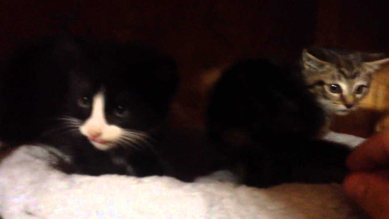 Two feral kittens who hate me - Part 2 