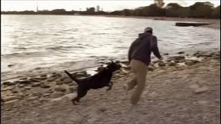 Like a Fool /  Robin Gibb ( Tradução)