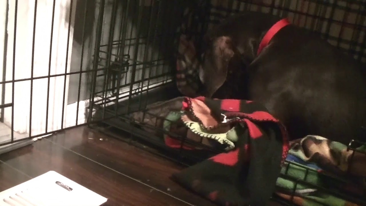 Kennel Cough GSP - YouTube