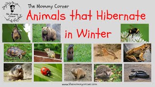 Learn English for Kids | Animals that Hibernate in Winter Talking Flashcards | The Mommy Corner