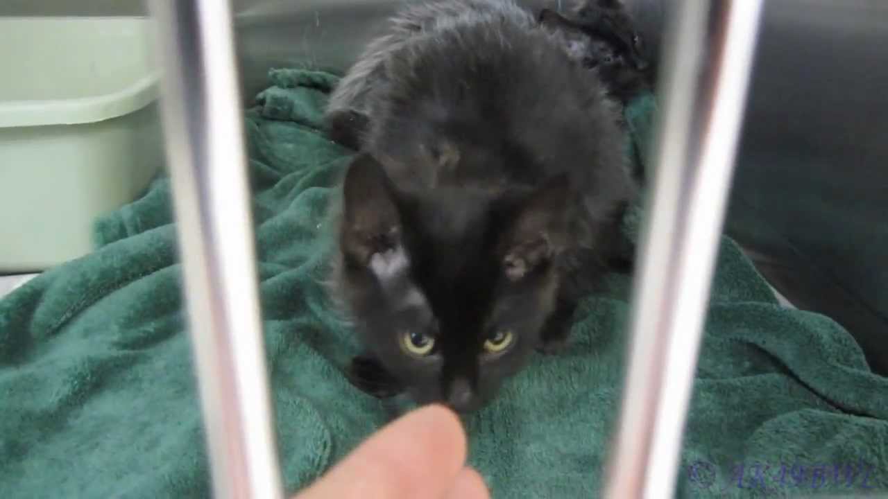 Happy Paws Kitten YouTube