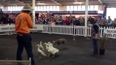 Duck Herding at the Melbourne Royal