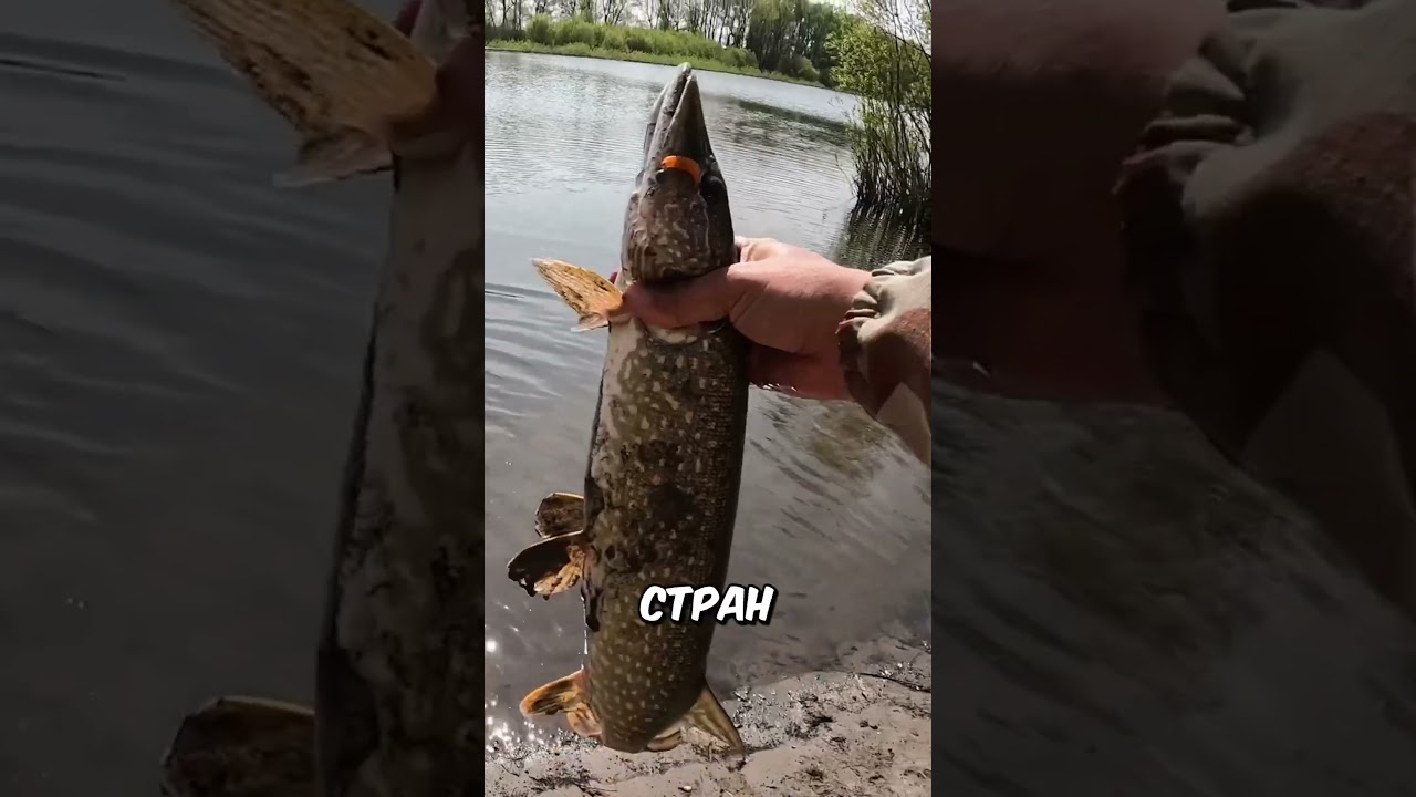 Лучшая насадка этого года, которую любит ВСЯ РЫБА