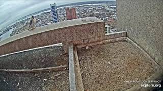 Dec 6, 2019 Boh2 On The Ledgebarbs Fly-By