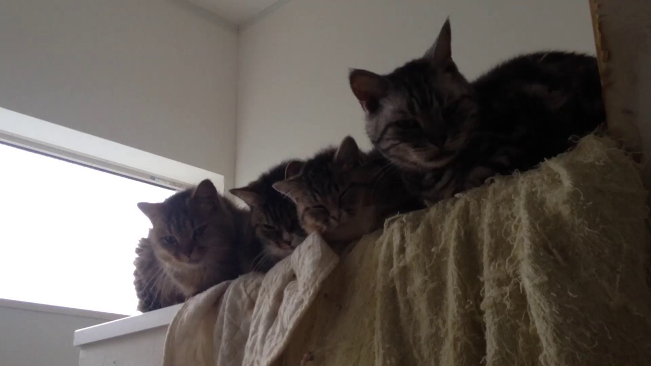 可愛い画像 寄り添う猫たち friendly cats