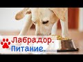 Как правильно кормить лабрадора ? | Натуралка и Сухой корм