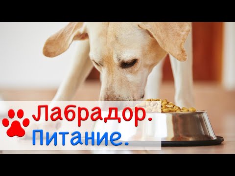 Как правильно кормить лабрадора? | Натуралка и Сухой корм