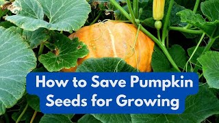 How To Save Pumpkin Seeds for Growing in the Garden Next season