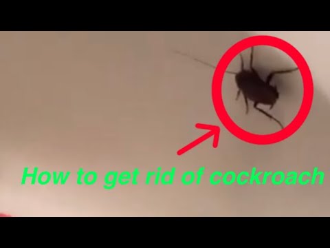 how-to-get-rid-of-a-cockroach-in-your-bathroom
