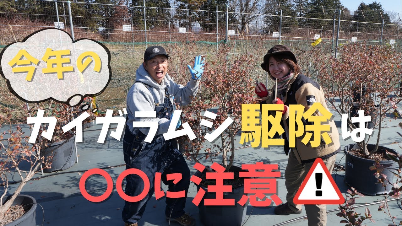 【今年は注意】ブルーベリーカイガラムシ駆除の方法