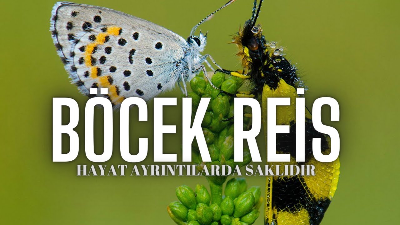 Sakallı Böcek/Baykuş Böceği 