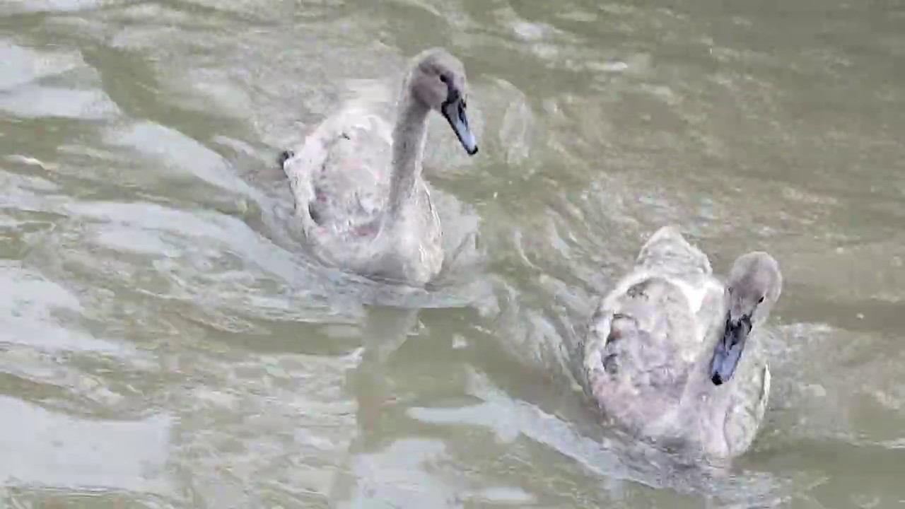 Feeding Cygnets