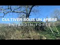  cultiver sous un arbre en jardinfort 