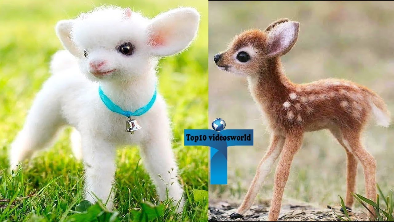 Top 10 Most Funny & Cute Baby Animal Videos | Adorable & Cutest Baby ...
