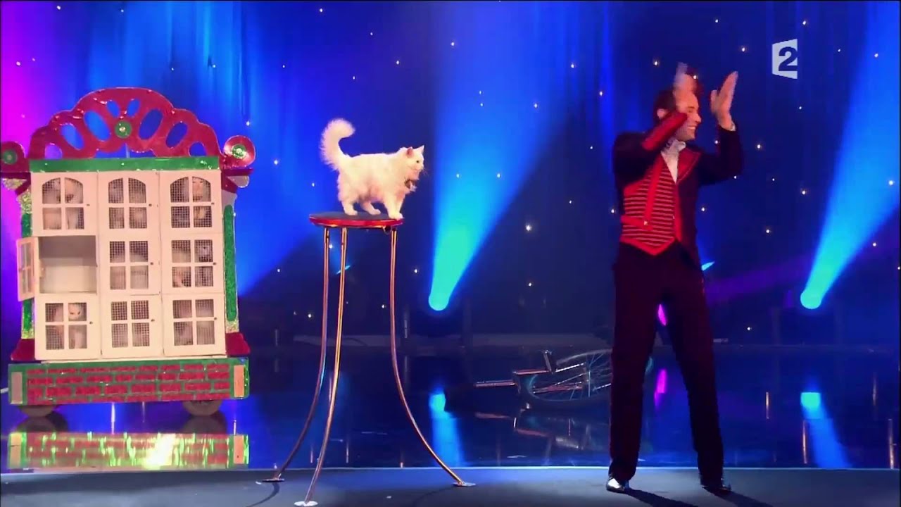 Circus Cats on Parade *AWESOME CAT TRICKS* 1080P YouTube