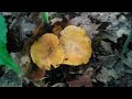 Chanterelles are up. #delicious #foraging #wildmushrooms