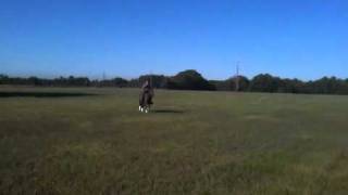 Bali Training Diary: 8th Ride - Canter in Big Field screenshot 4