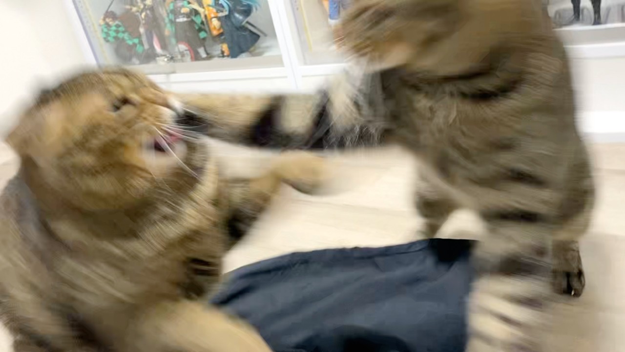 A fierce cat and a savage cat have started a brawl - YouTube