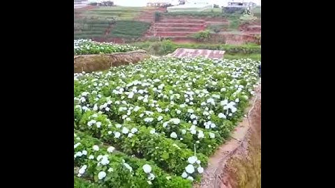 Cánh đồng hoa cẩm tú cầu nở rộ ở Đà Lạt