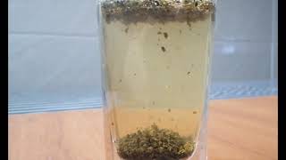 Simple leaching process: green tea