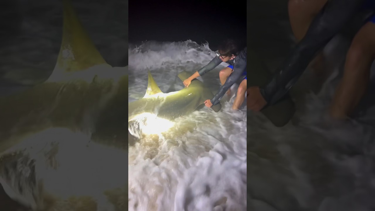 Do What You Love 🤙🏻 