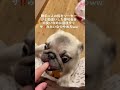 面白わんちゃんw