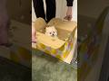 生後2ヶ月の子犬お迎え#ポメラニアン #shorts #子犬