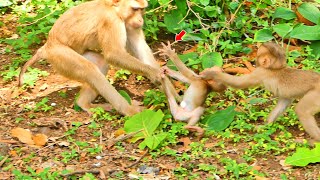 So good...Monkey Loura runs to help baby monkey Saro while he falls down.