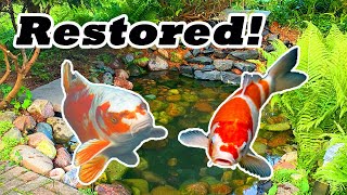 Restoring the Backyard Koi Pond | Deep Cleaning, Filtration & Stocking