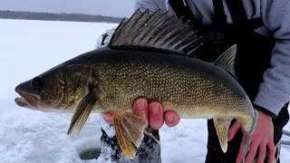 WALLEYE Ice Fishing Action On JAW JACKERS!