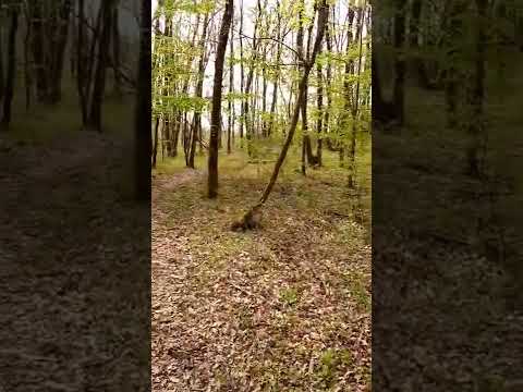 جولة في غابة فرنسية يا سلام راحة نفسية 