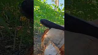 suara membuka sabut kelapa tua #sabut #kelapa #coconut