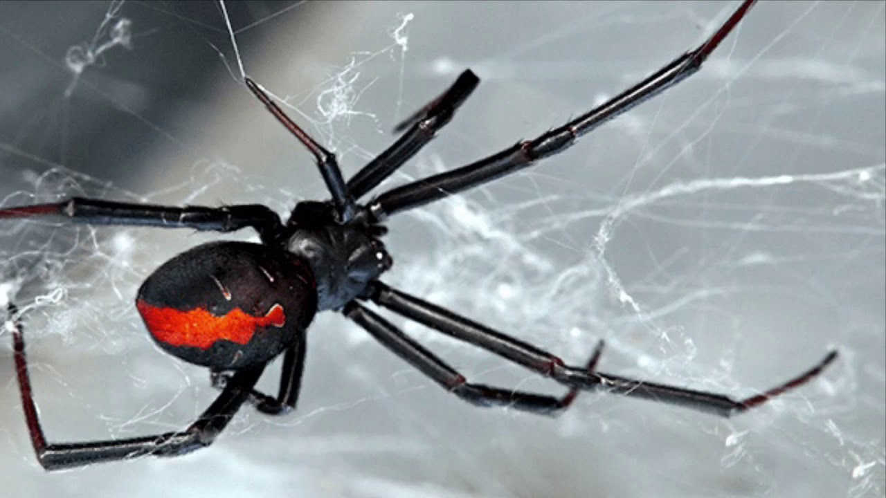 The Web We Weave Spider Phobia YouTube
