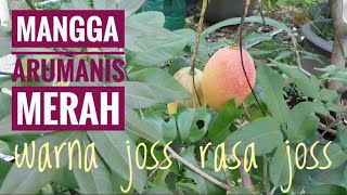 Mangga Arumanis Merah - Agri Gardina Berbuah Merah Menyala