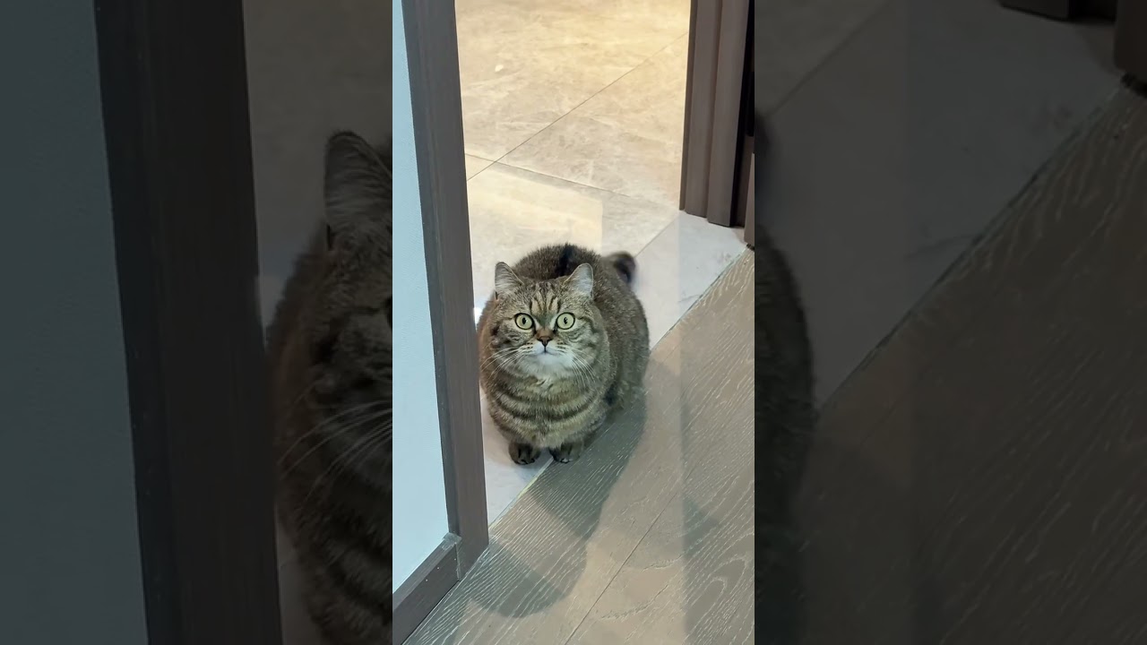 “Funny Cat Sound That Will Make You Laugh 🤣