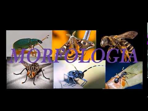 Video: Gli insetti sono considerati animali?