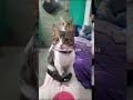 #gatoshermosos #michisvirales 😻🥰🐈🥳
