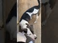 Dirty dog syndrome #short #dog #dirty