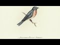 Jamestown Revival - Bluebird (Audio)