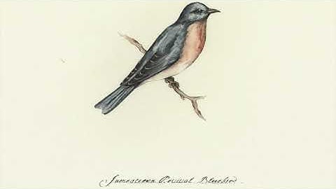 Jamestown Revival - Bluebird (Audio)